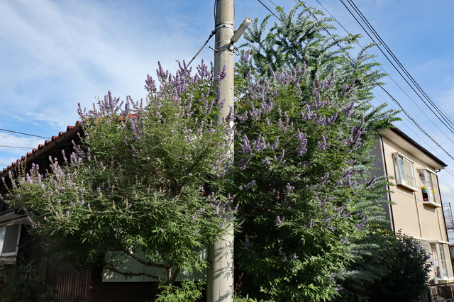 F1907_325.JPG