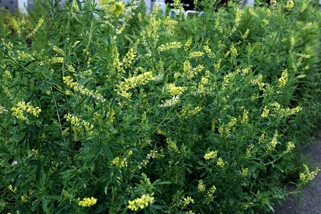 F1907_778.JPG
