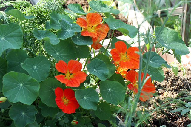 F2005_04.JPG