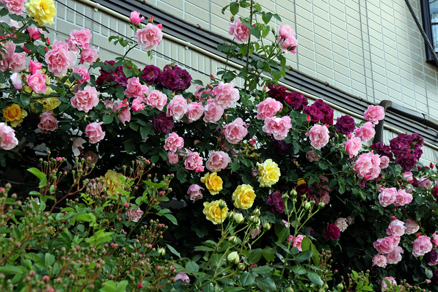 F2005_355.JPG