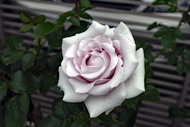 F2005_273.JPG