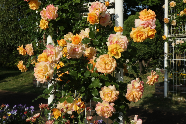 IMG_7068.JPG