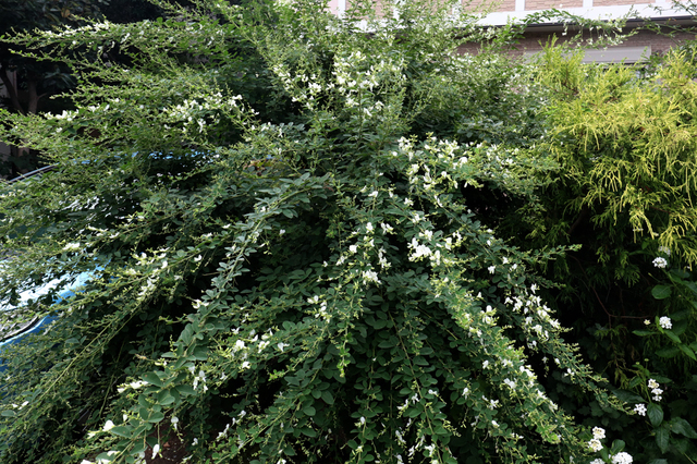 F2009_290.JPG