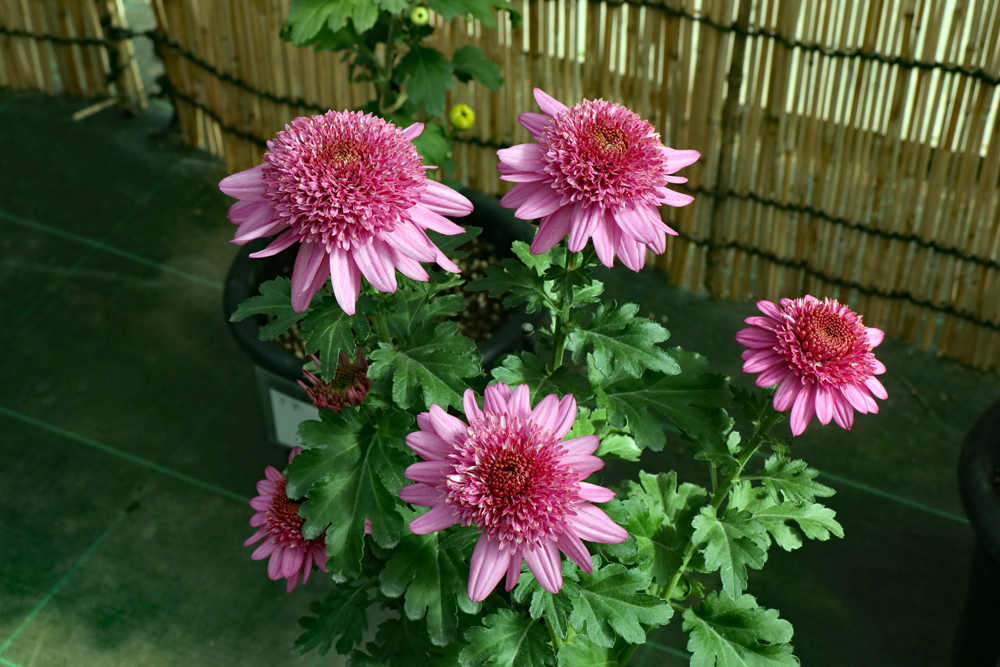 くらしの植物苑にて（3） 古典菊・丁字菊の色々 ＆ カエデの