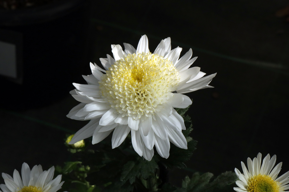 くらしの植物苑にて（3） 古典菊・丁字菊の色々 ＆ カエデの