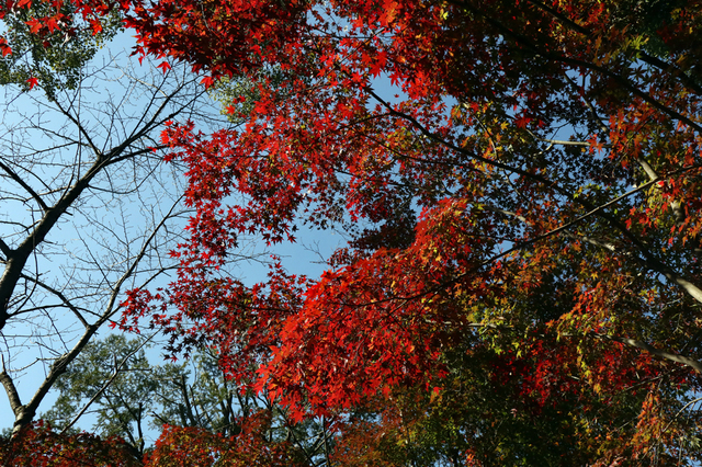 IMG_4549.JPG