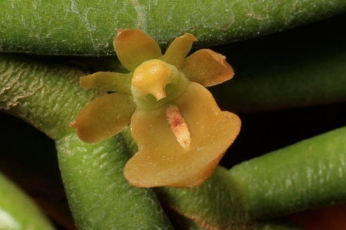 adeparviflora.jpg