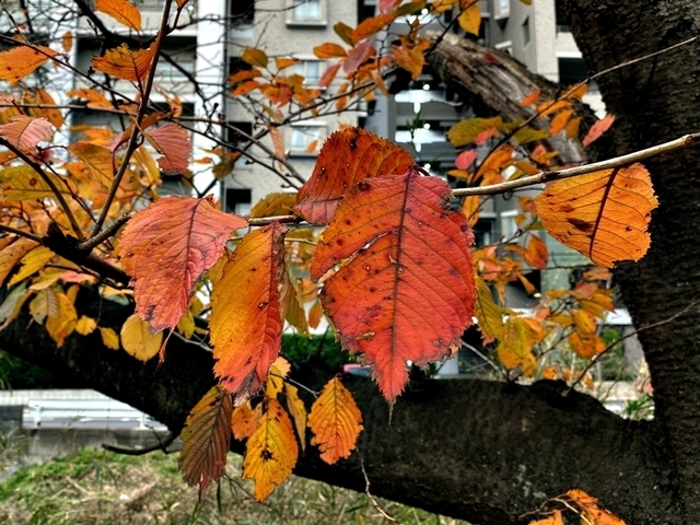 F2012_19.JPG