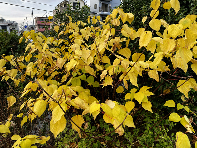 F2012_39.JPG