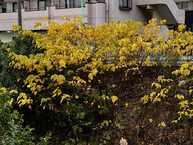 F2012_38.JPG