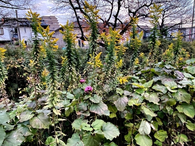 F2012_56.JPG