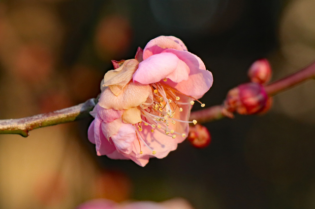IMG_5751.JPG