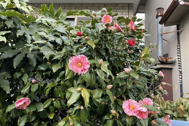 F2101_163.JPG