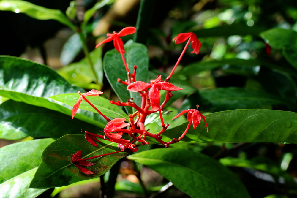 つくば植物園にて（９） 熱帯資源植物温室の花など① アマゾンユリ