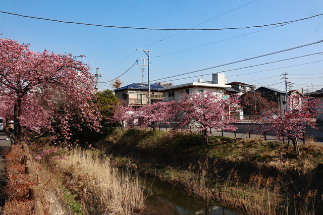 MSA_29.JPG