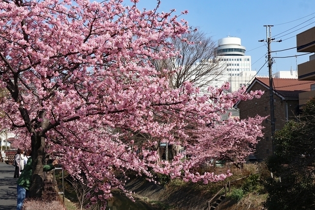MSA_41.JPG