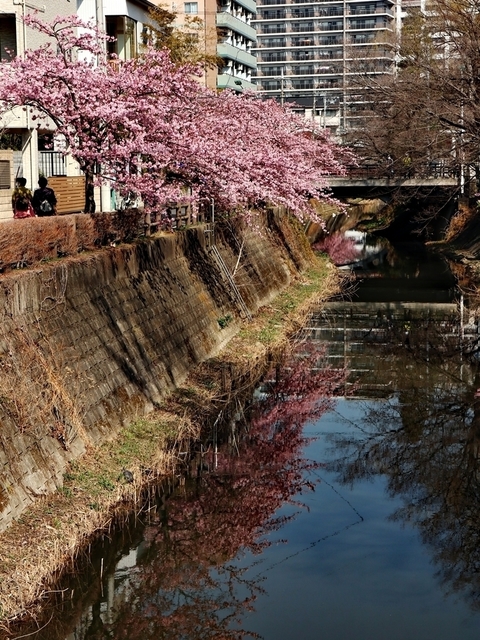 MSA_17.JPG