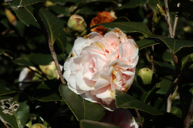 IMG_6624.JPG
