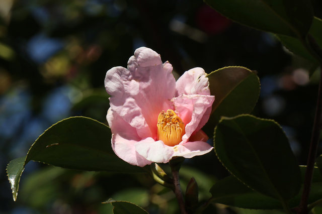 IMG_6727.JPG