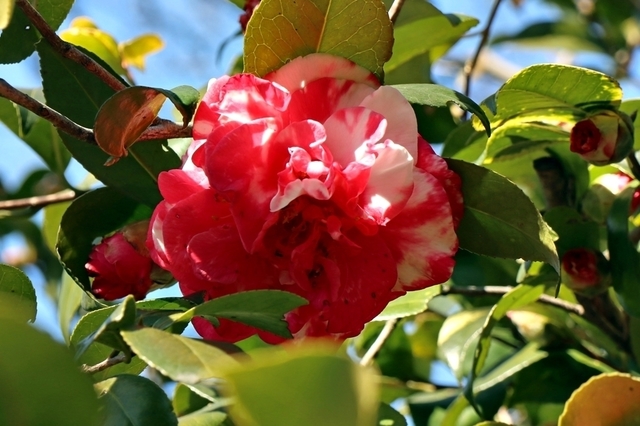 IMG_6685.JPG