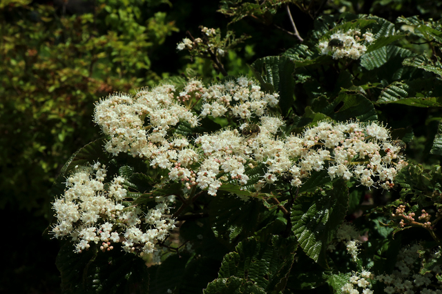 YU2105_51.JPG