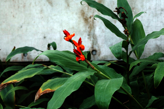ITB2112_42.JPG