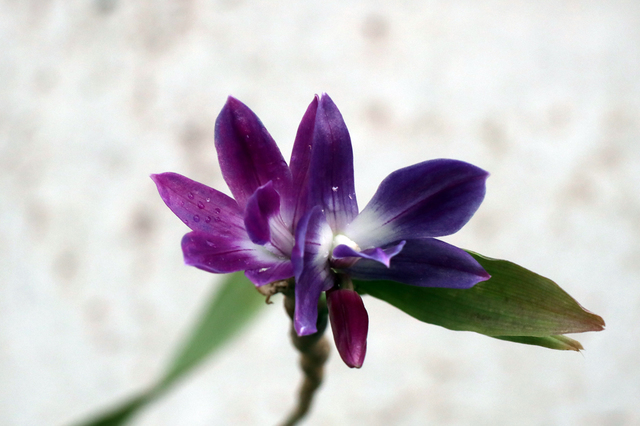 ITB2112_66.JPG