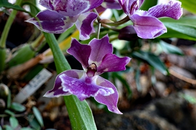ITB2112_70.JPG