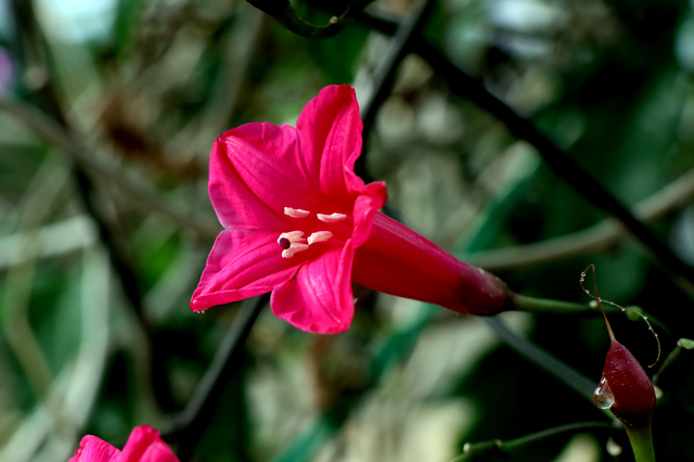 IMG_1264.JPG