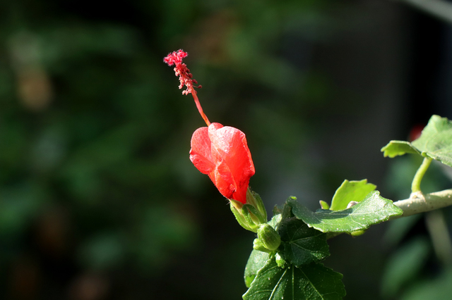 IMG_1372.JPG
