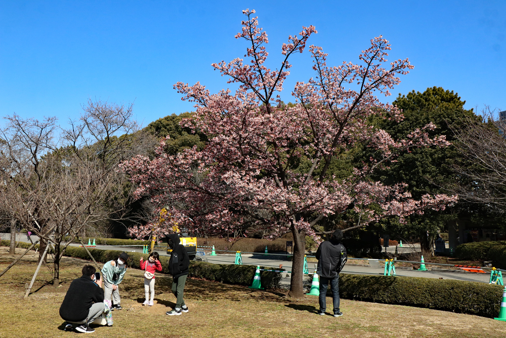 早春の皇居東御苑にて（２） カンザクラ、ツバキ（藪椿、岩根絞、珠錨