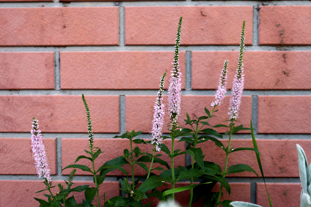 F2205_610.JPG