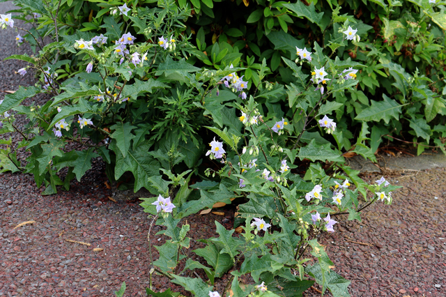 F2206_375.JPG