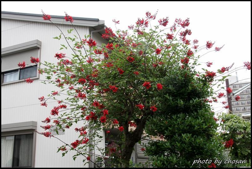 赤タコの木です - 沖縄県のその他