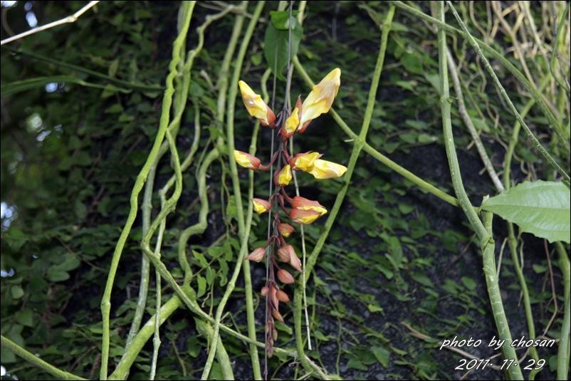 茨城県植物園…その３ マイソルヤハズカズラ: 長さんのリタイア生活