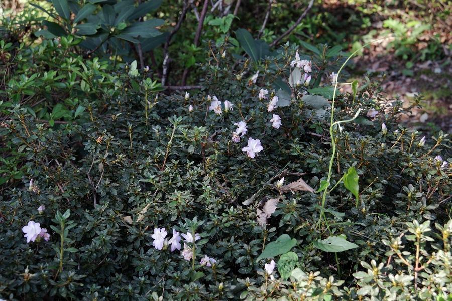 画像を等倍で表示します 画像