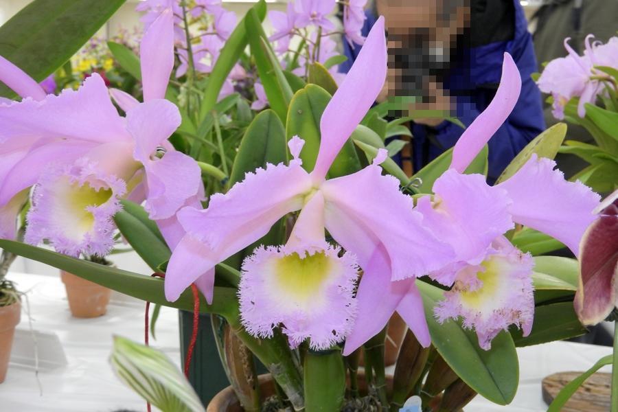 画像を等倍で表示します 画像