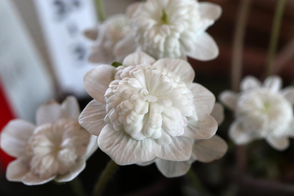 画像を等倍で表示します 画像