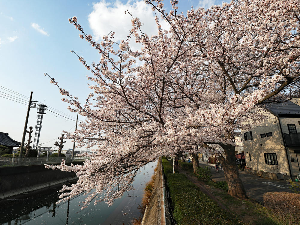 画像を等倍で表示します 画像
