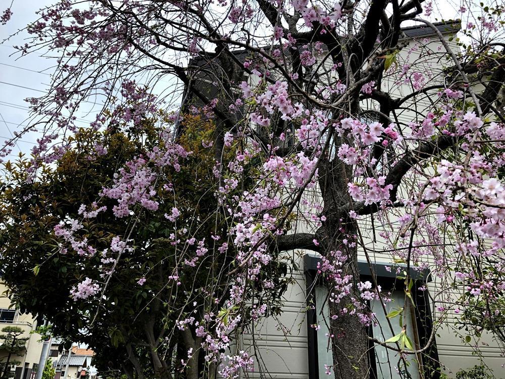 画像を等倍で表示します 画像