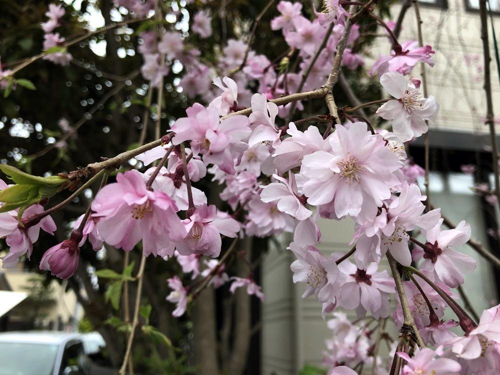 画像を等倍で表示します 画像