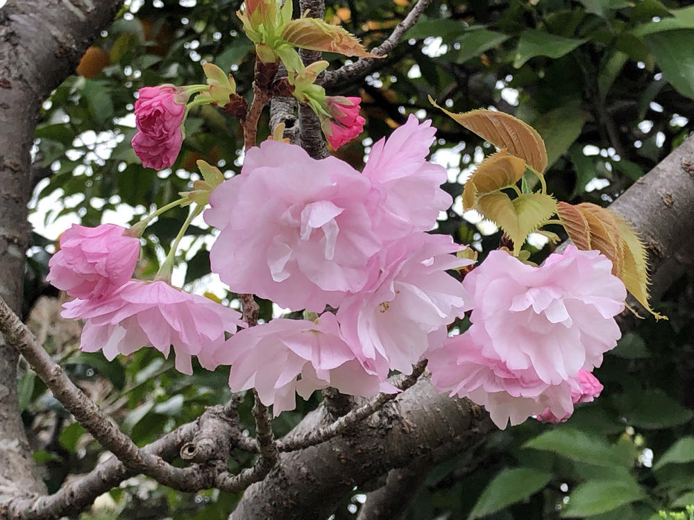 画像を等倍で表示します 画像