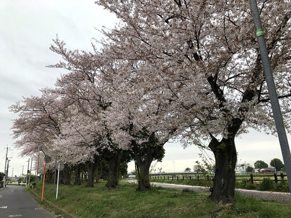 画像を等倍で表示します 画像