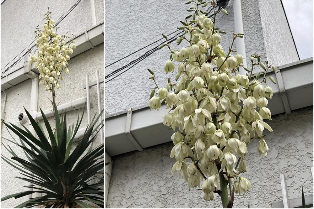 画像を等倍で表示します 画像