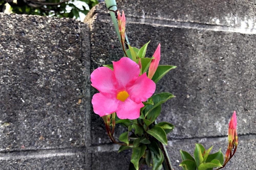 画像を等倍で表示します 画像