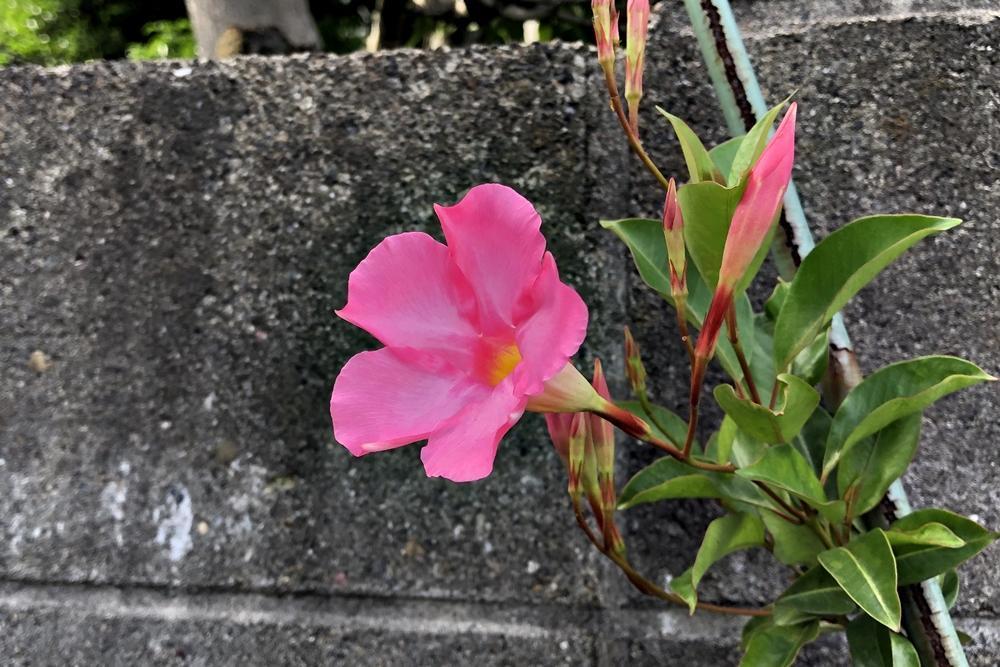 画像を等倍で表示します 画像