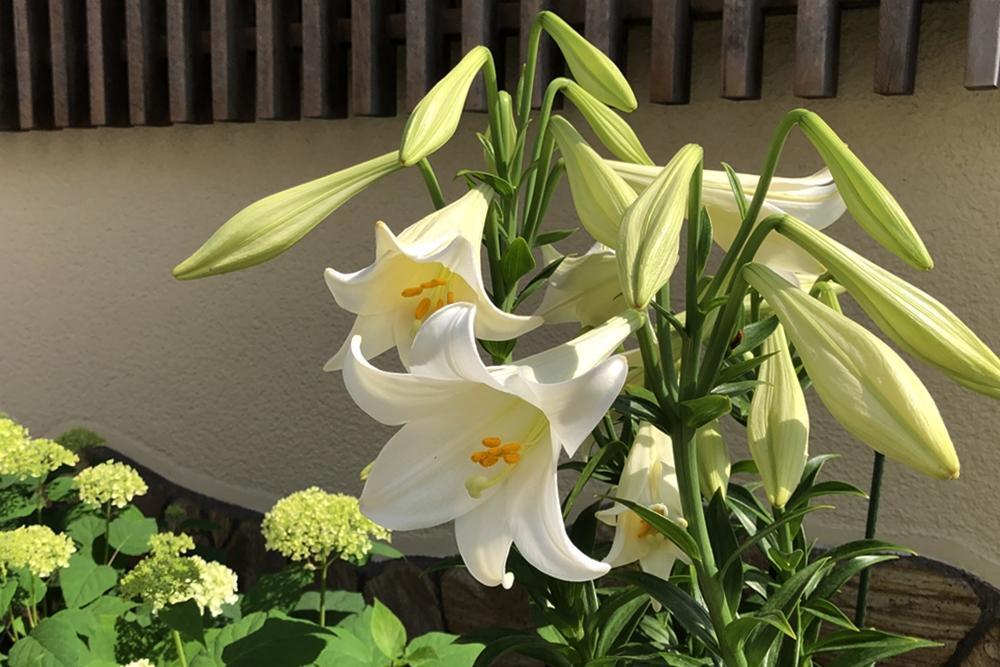画像を等倍で表示します 画像
