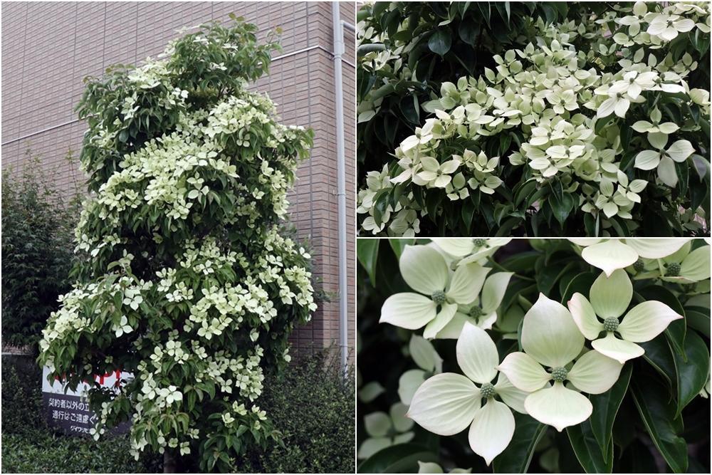 画像を等倍で表示します 画像