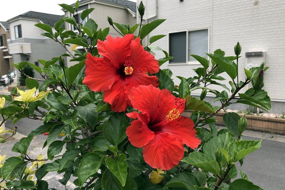 画像を等倍で表示します 画像