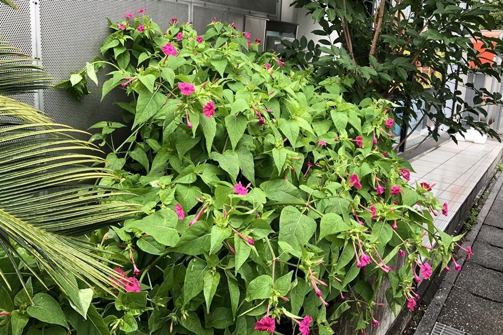 画像を等倍で表示します 画像